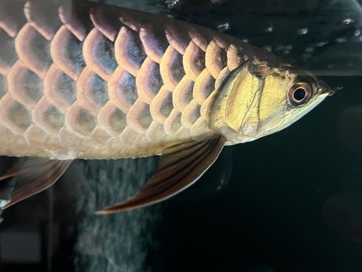 熱帯魚　アロワナ