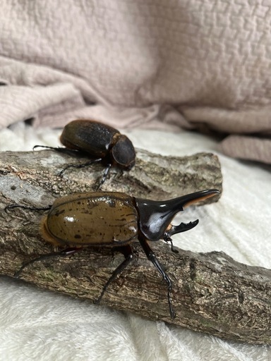 ヘラクレス ちびクレス