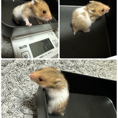 〔取引中〕ゴールデンハムスターノーマル 