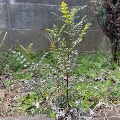 シマトネリコの小苗の画像