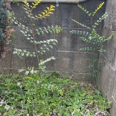 シマトネリコの小苗の画像