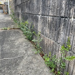 シマトネリコの小苗の画像