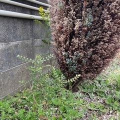 シマトネリコの小苗の画像