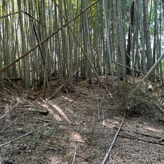 【1回5本以上の取引で値引あり】孟宗竹、ご自身で伐採・運搬されるかたに差し上げますの画像