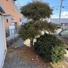 梅の木などの画像