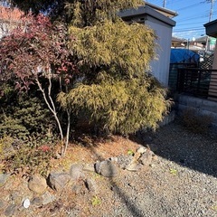 梅の木などの画像