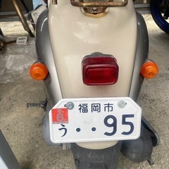 ヤマハビノの画像