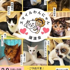 スマイルわんにゃん譲渡会🐱🩷