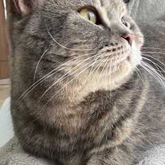 スコティッシュ　立ち耳　2歳　女の子　ブルータビー