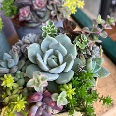 （4月10日店頭用再入荷）多肉の寄せ植えだヨッ!!