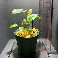 ラゲナンドラ ケラレンシス⑧の画像