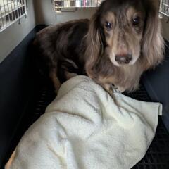 2頭一緒にお願いしたいのです！Mダックスシニア成犬