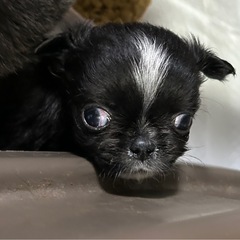 ジモティ特別価格は、3/11のご予約まで❣️ミニサイズ予想…