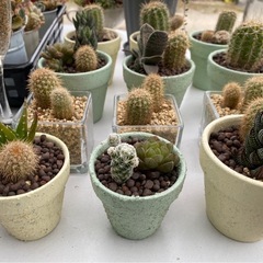 ミニサボテン🌵 の画像