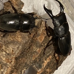 即ブリ！サキシマヒラタクワガタ