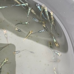 新鮮館厚南店に出品中‼️さらに値下げ　緑光鋼　メダカ　めだかの画像