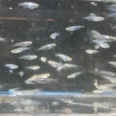 新鮮館厚南店に出品中‼️さらに値下げ　緑光鋼　メダカ　めだかの画像