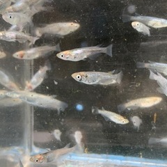 新鮮館厚南店に出品中‼️さらに値下げ　緑光鋼　メダカ　めだかの画像