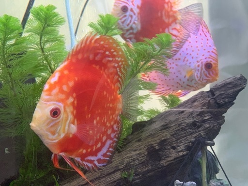 ディスカス