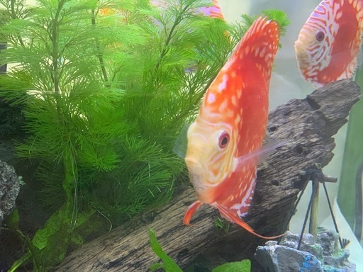 ディスカス