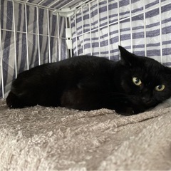 美人で小さな黒猫マミちゃん