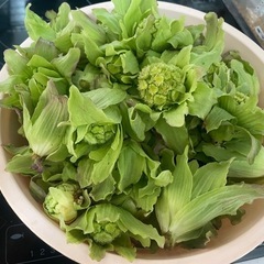 　ふきのとうの画像