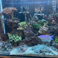 海水魚とミドリイシ  