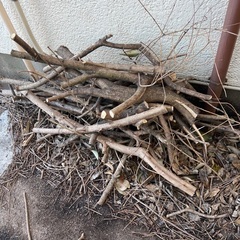みず木という木です。枯れ木を燃料にしませんか？無料。