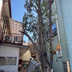 みず木という木です。枯れ木を燃料にしませんか？無料。の画像