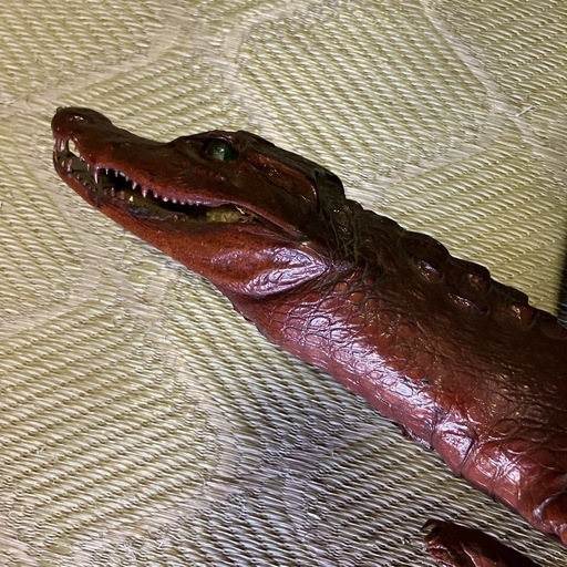 爬虫類の剥製