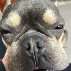 フレンチブルドック − 長崎県