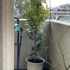 月桂樹(ローレル)の画像