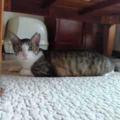 1歳過ぎ　ずっとのお家を待っています、ツンデレなりはちゃん【3月...