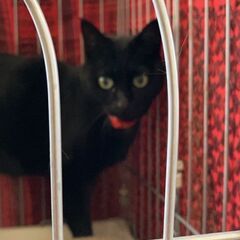 突然飼い主さんが亡くなられ、現場に残されたロイちゃん【3月23日...