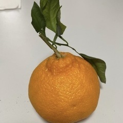デコポン20個入り
