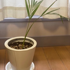 観葉植物　アレカヤシ