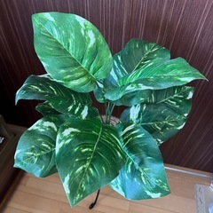 フェイクグリーン
の画像