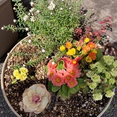 お花の寄せ植え