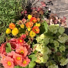 お花の寄せ植えの画像