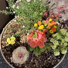 お花の寄せ植えの画像