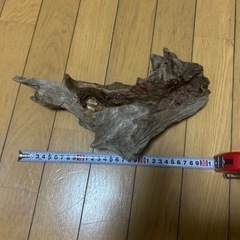 流木プランターの画像