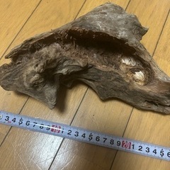 流木プランター