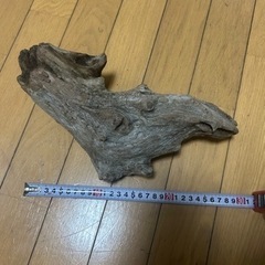 流木プランターの画像