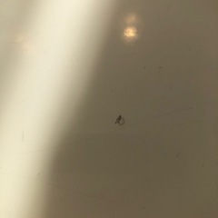 ★★★ ダイニングテーブル　4人〜6人掛け　国産　ピアノ塗装　★★★の画像