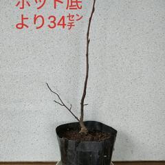 お取引中　ジューンベリー苗　苗木　果樹　庭木　落葉樹　ご希望の方...