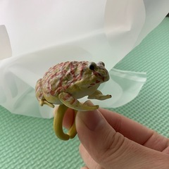 新品カエルリング