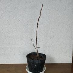 お取引中　ジューンベリー苗　苗木　果樹　庭木　落葉樹　ご希望の方には花苗をおまけにの画像