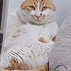 穏やか極まりない🤭茶白くん
