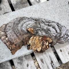 霊芝 サルノコシカケの画像