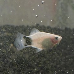 熱帯魚　ミッキーマウスプラティ　2匹